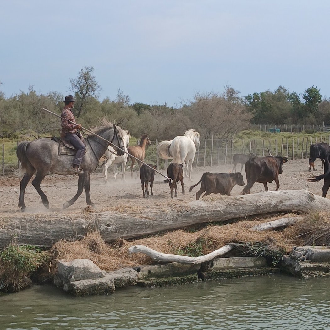 Bateau Le Camargue 1