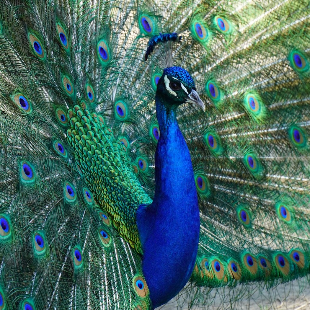 Visite guidée – Animaux et créatures fantastiques (Familles) 1