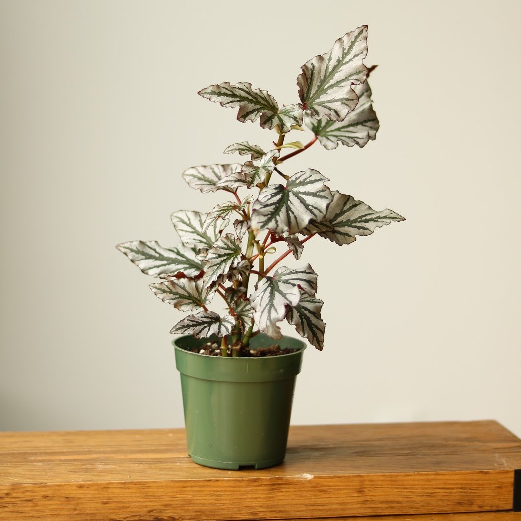 Ed's Plant Shop 3