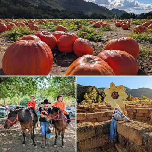 Bates Nut Farm Pumpkin Patch 1