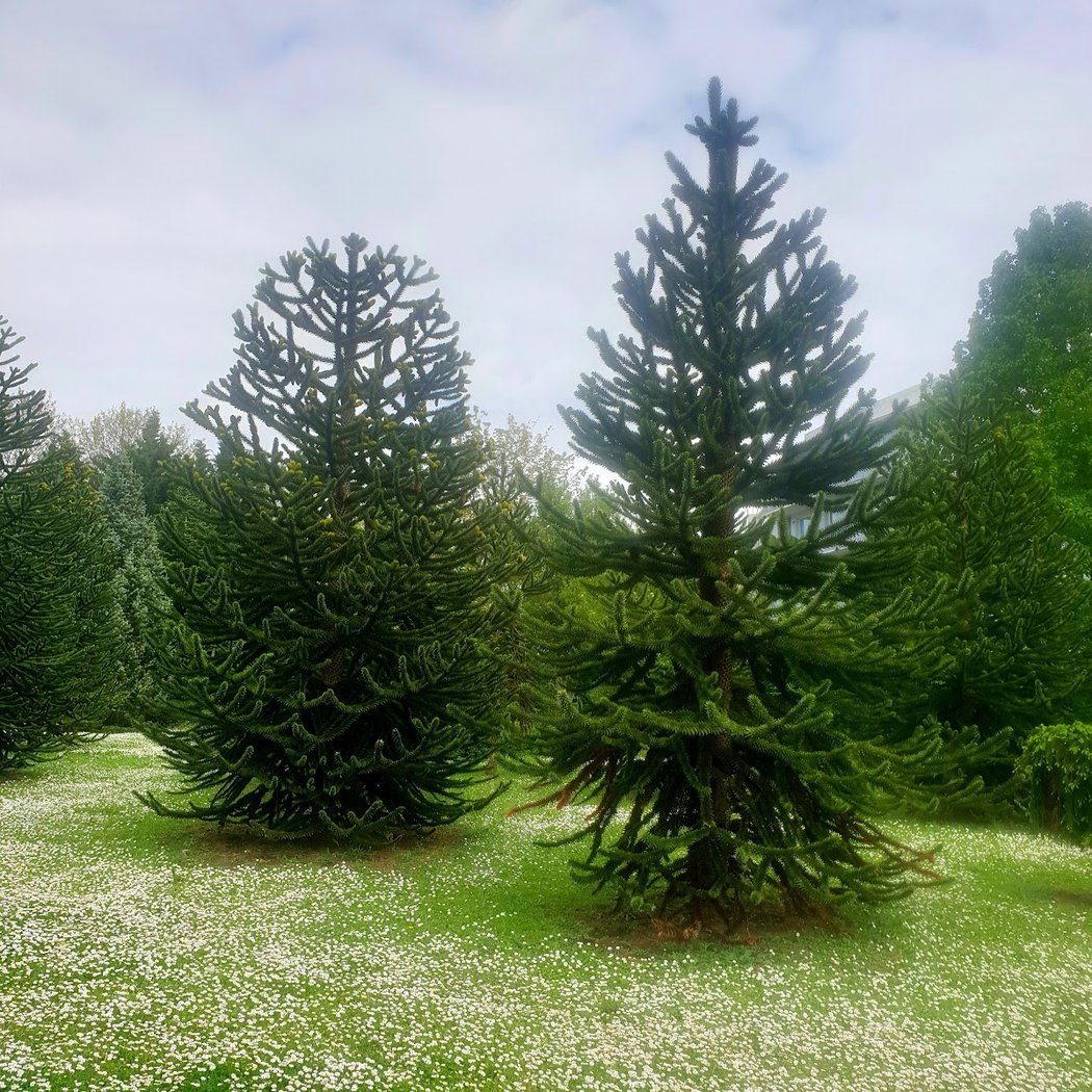Parc du Cèdre 3