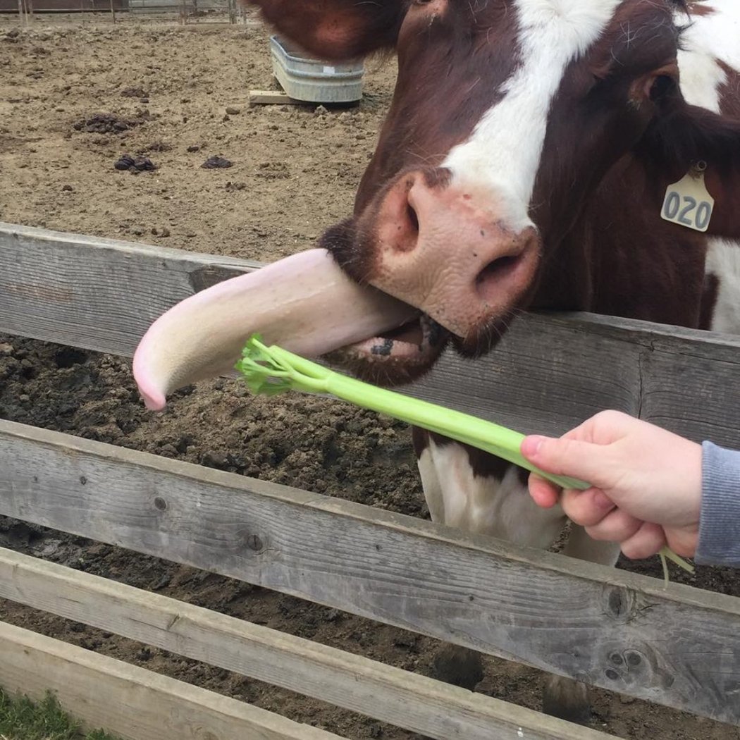 Tilden Little Farm 3