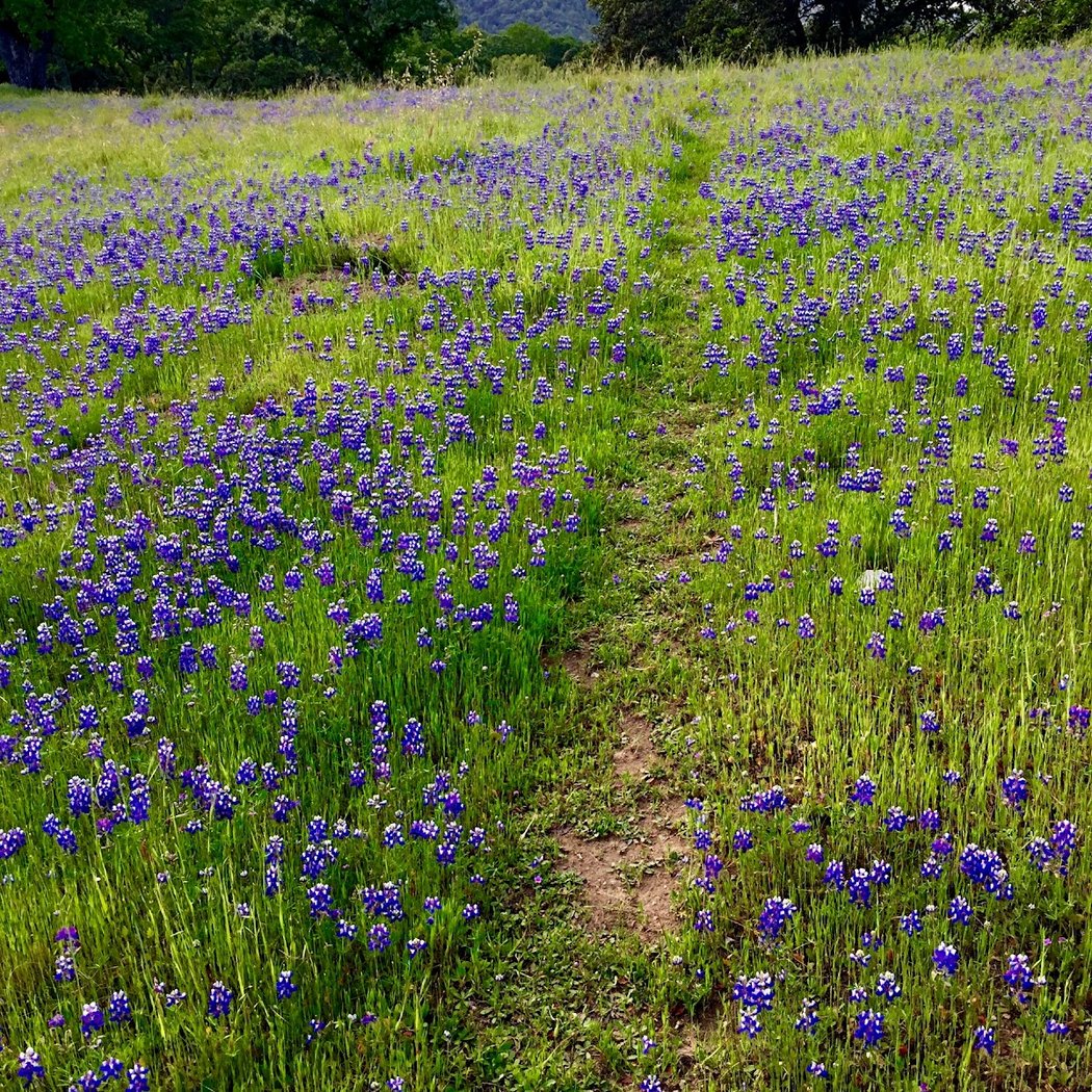 Loma Verde Preserve 1