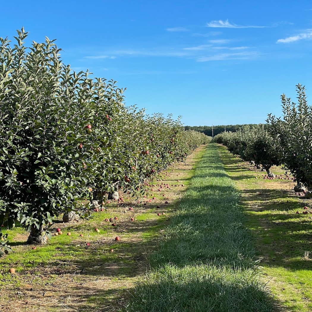 Lewin Farms Apple Picking 2