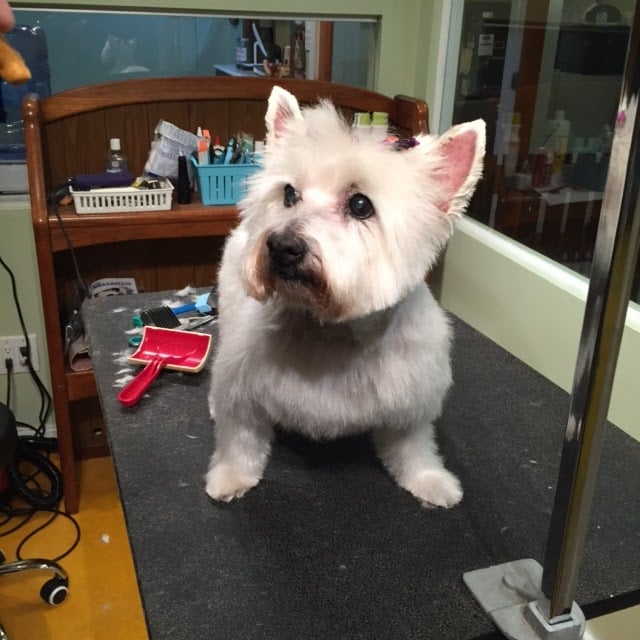 Shaggie Pets Grooming Salon 3