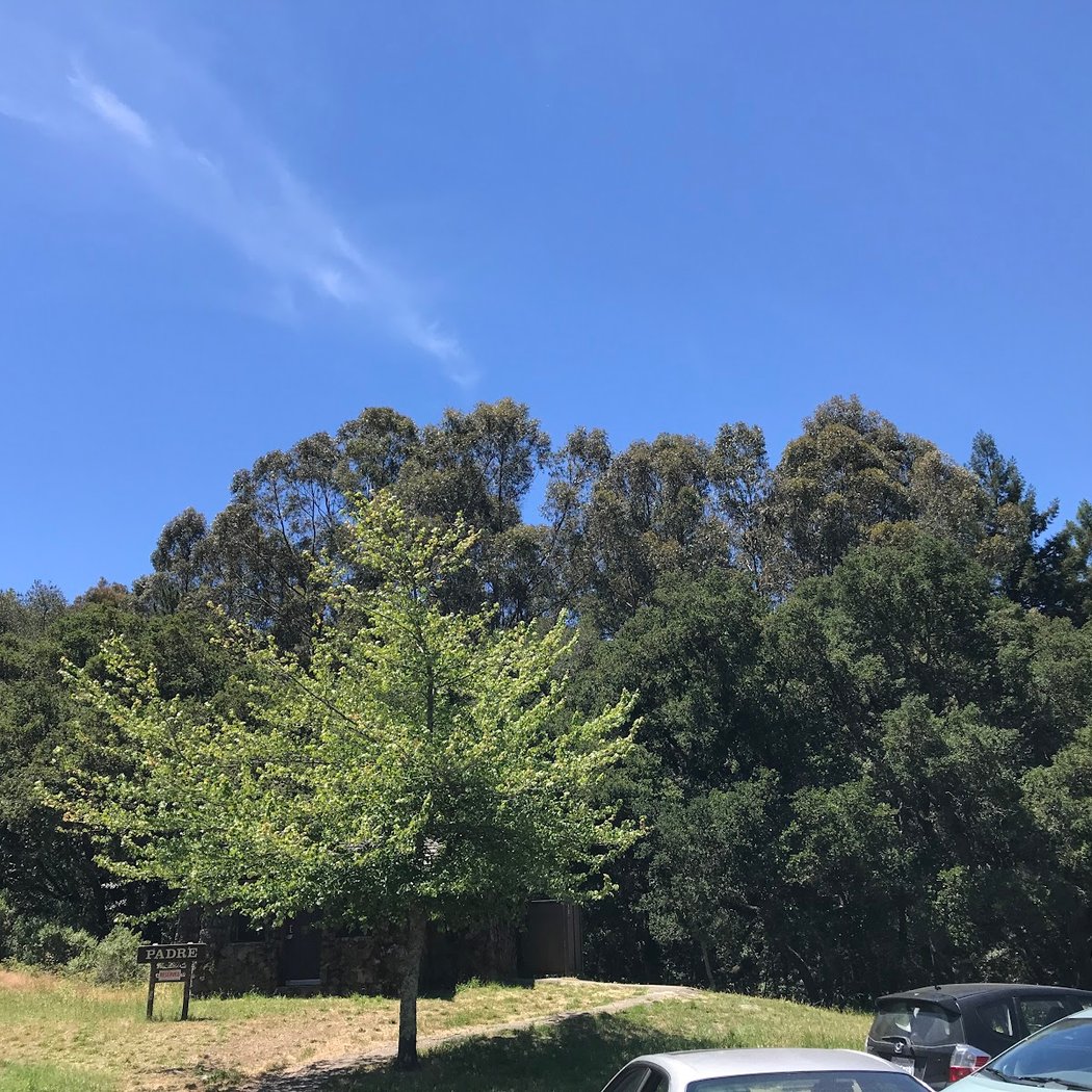 Padre Picnic Area 3