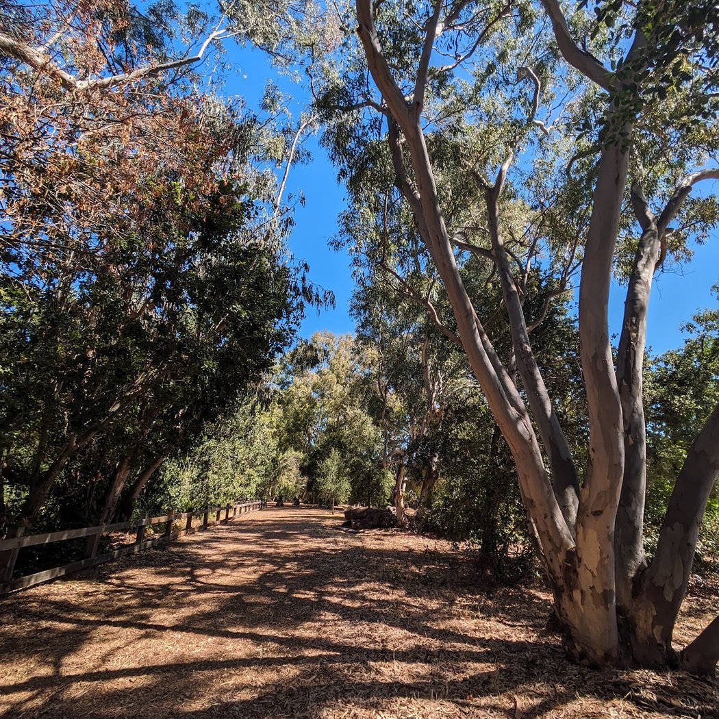 San Francisquito Creek Woodchip Trail 2
