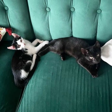 Kitten Meet & Greet