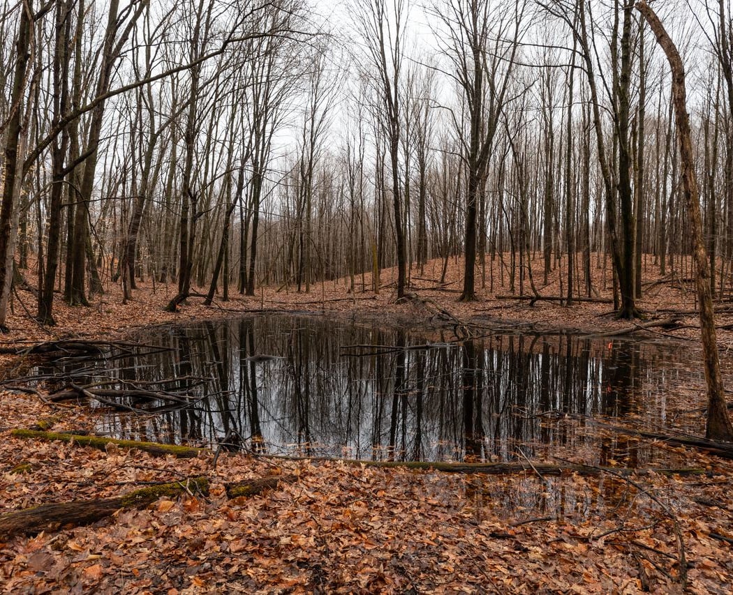 EPHEMERAL HIKE: EXPLORING THE “CORAL REEFS” OF OUR FORESTS 1
