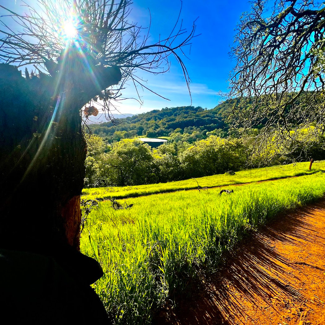Sonoma Trail scenic overlook 3