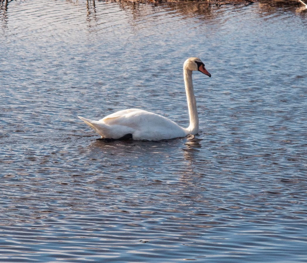 Pacheco Pond 3
