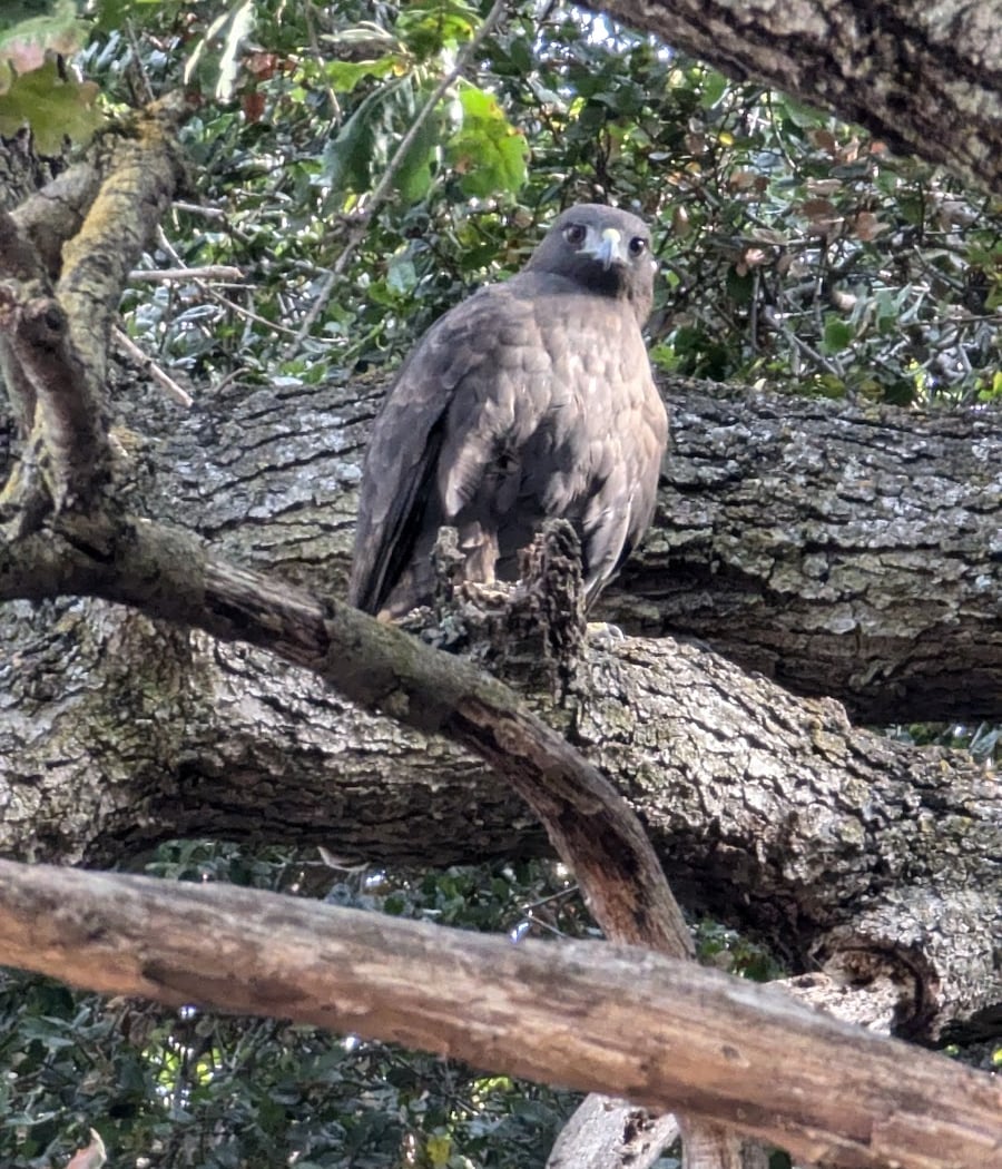 Santa Clara Valley Bird Alliance Event 1