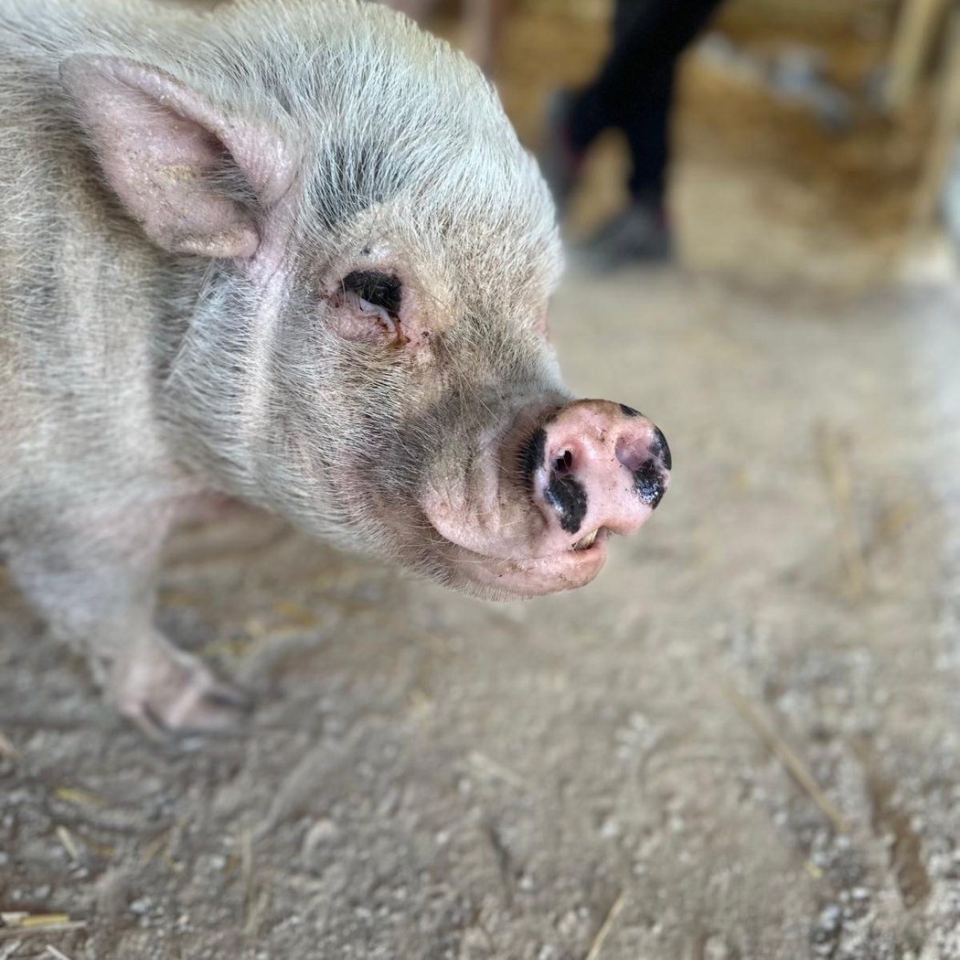 GAEC AnimÉcow Ferme pédagogique 3