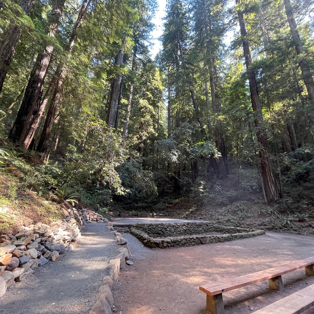 Yoga in the Redwoods with Deneene 2