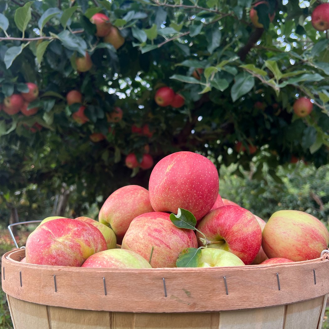 Lewin Farms 4