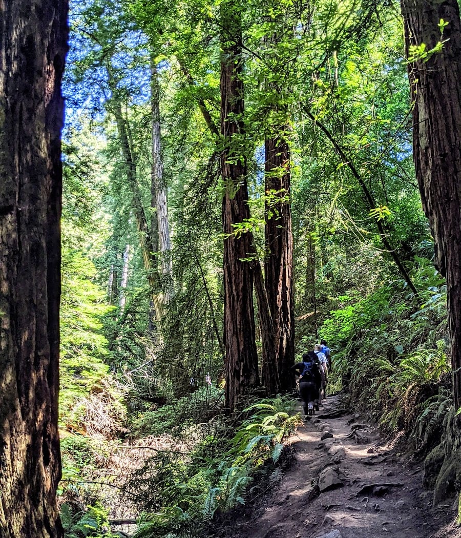 Dipsea Trail 3