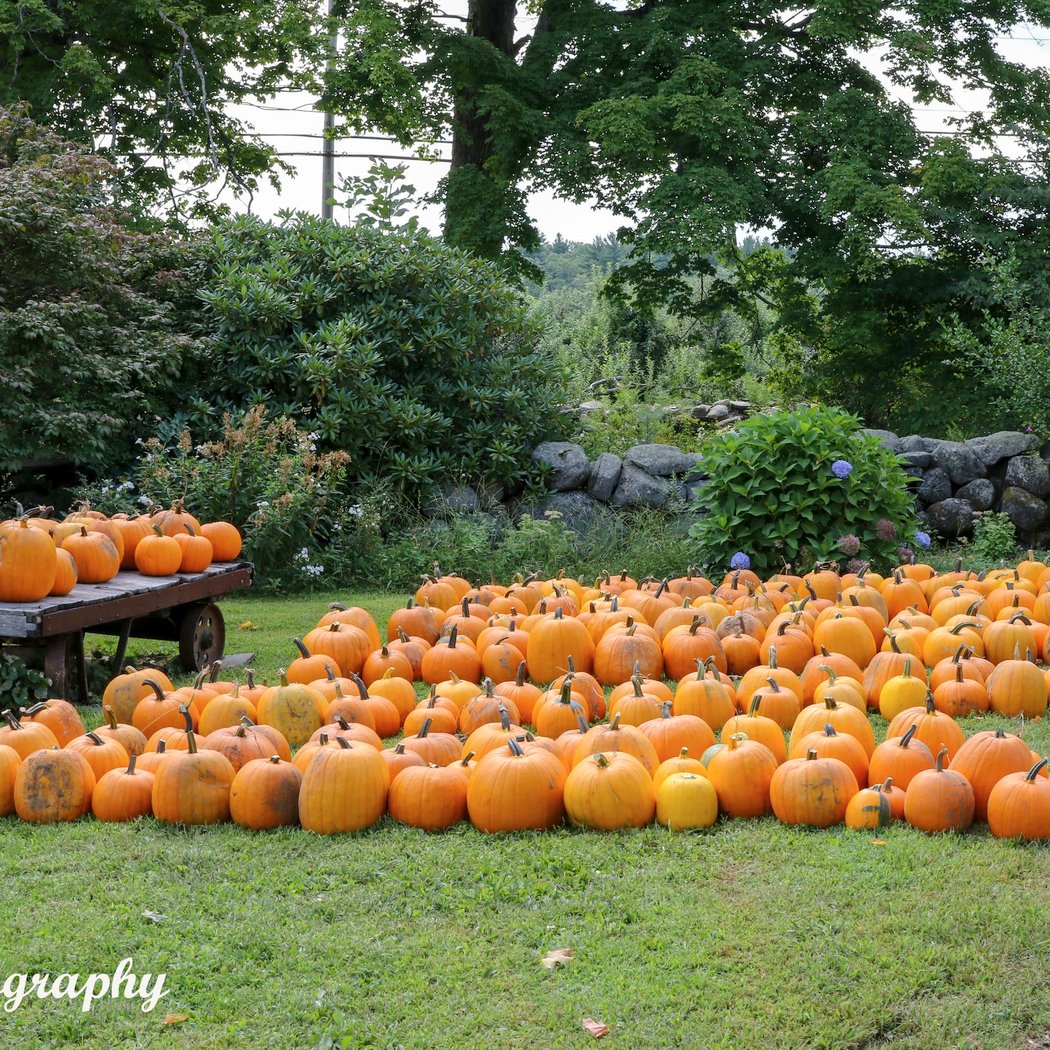 Appleseed Country Fair 3