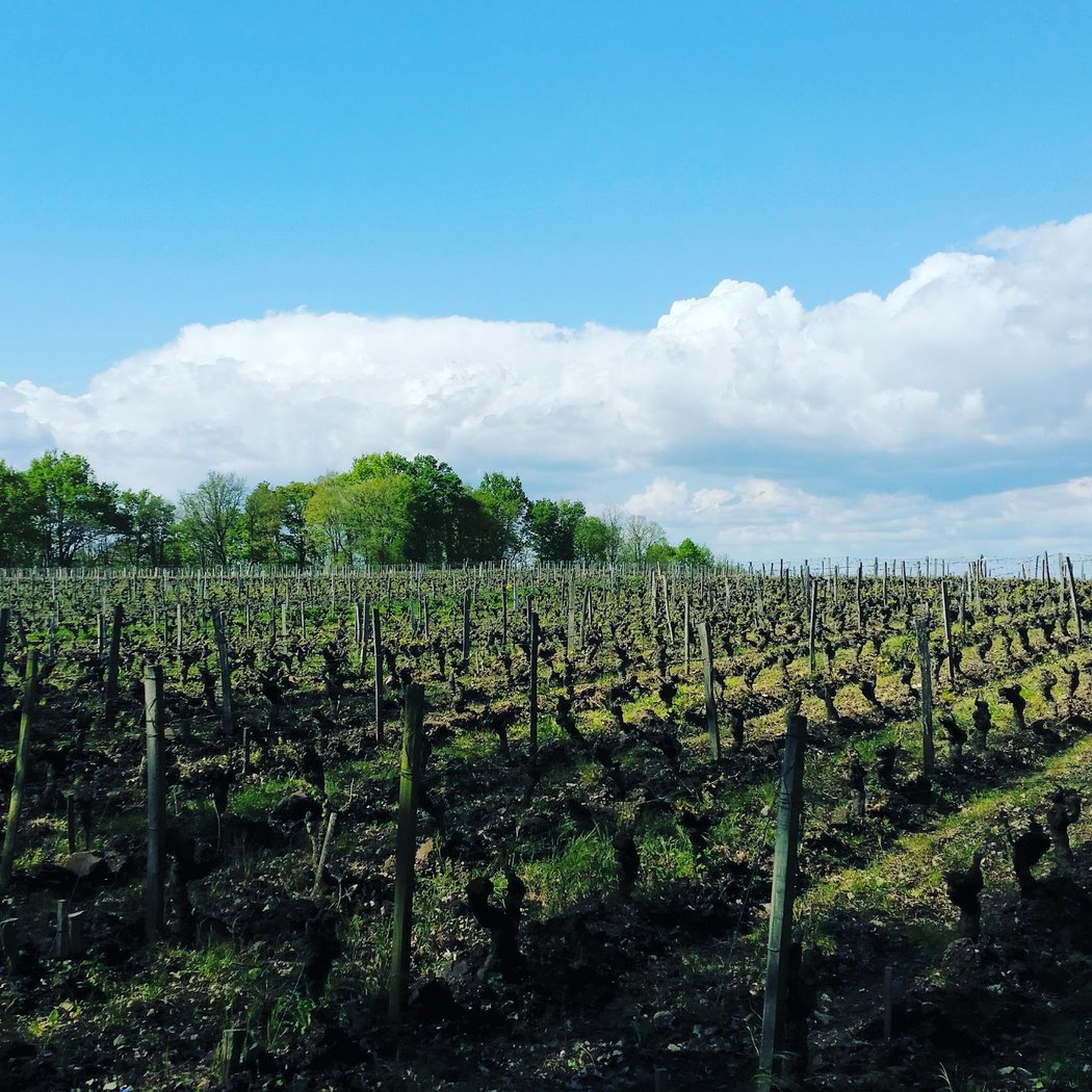 Domaine des Roches Neuves 2
