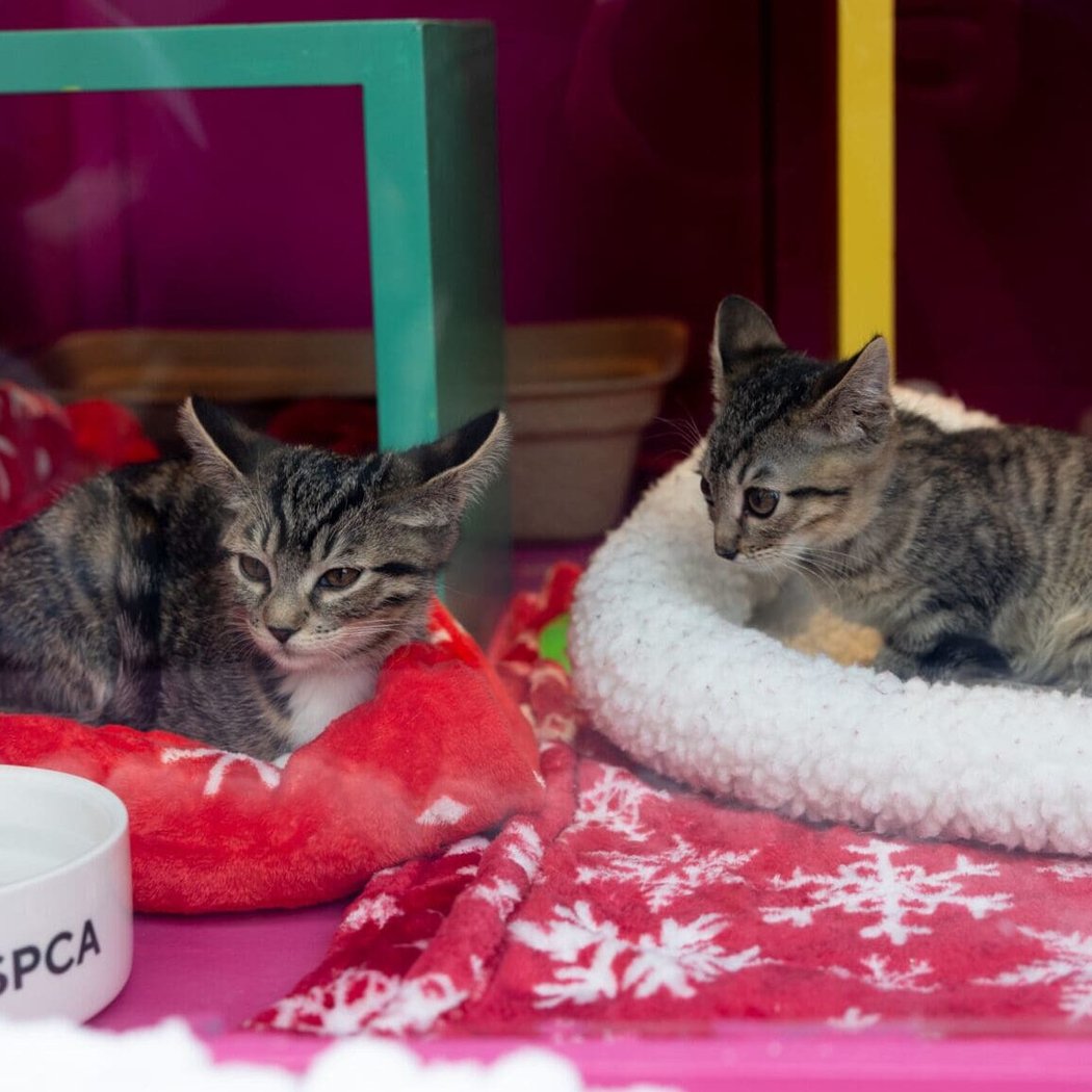 San Francisco SPCA Holiday Windows 1