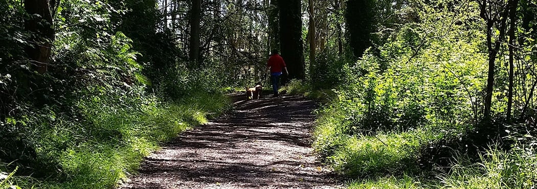 Mt. Davidson Park 2