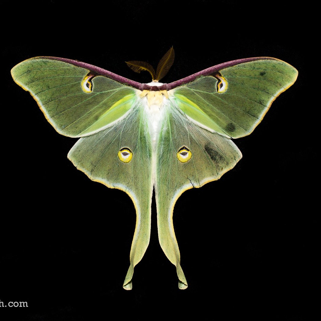 Moth Night at Mitchell Lake 1