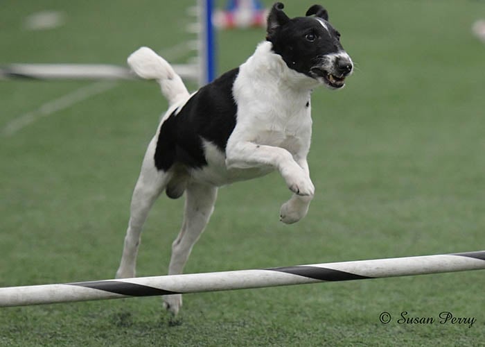 Incredible Dog Team 3