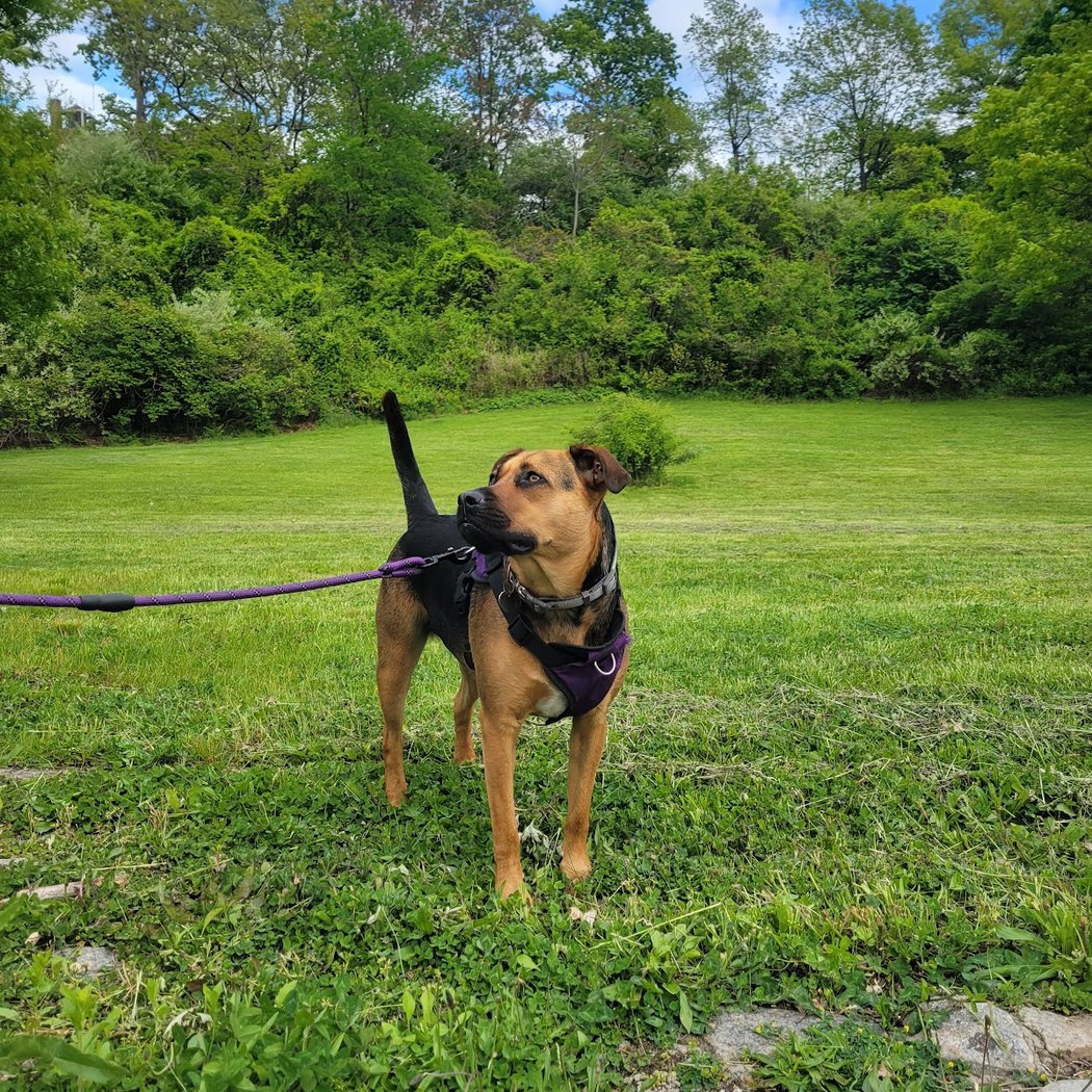 Silver Lake Dog Run 1