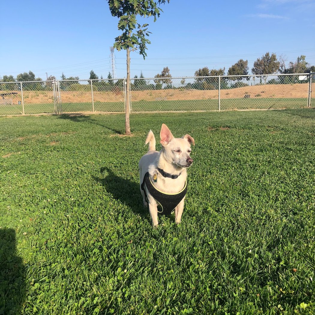 Highlands Ranch Dog Park 3
