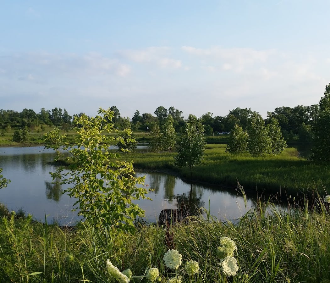 Meet Your Parks with Natural Area Preservation: Wildflower Walk 4