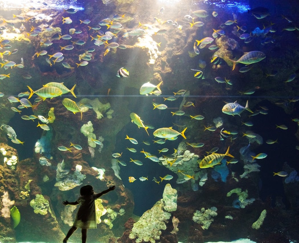 Aquarium 1