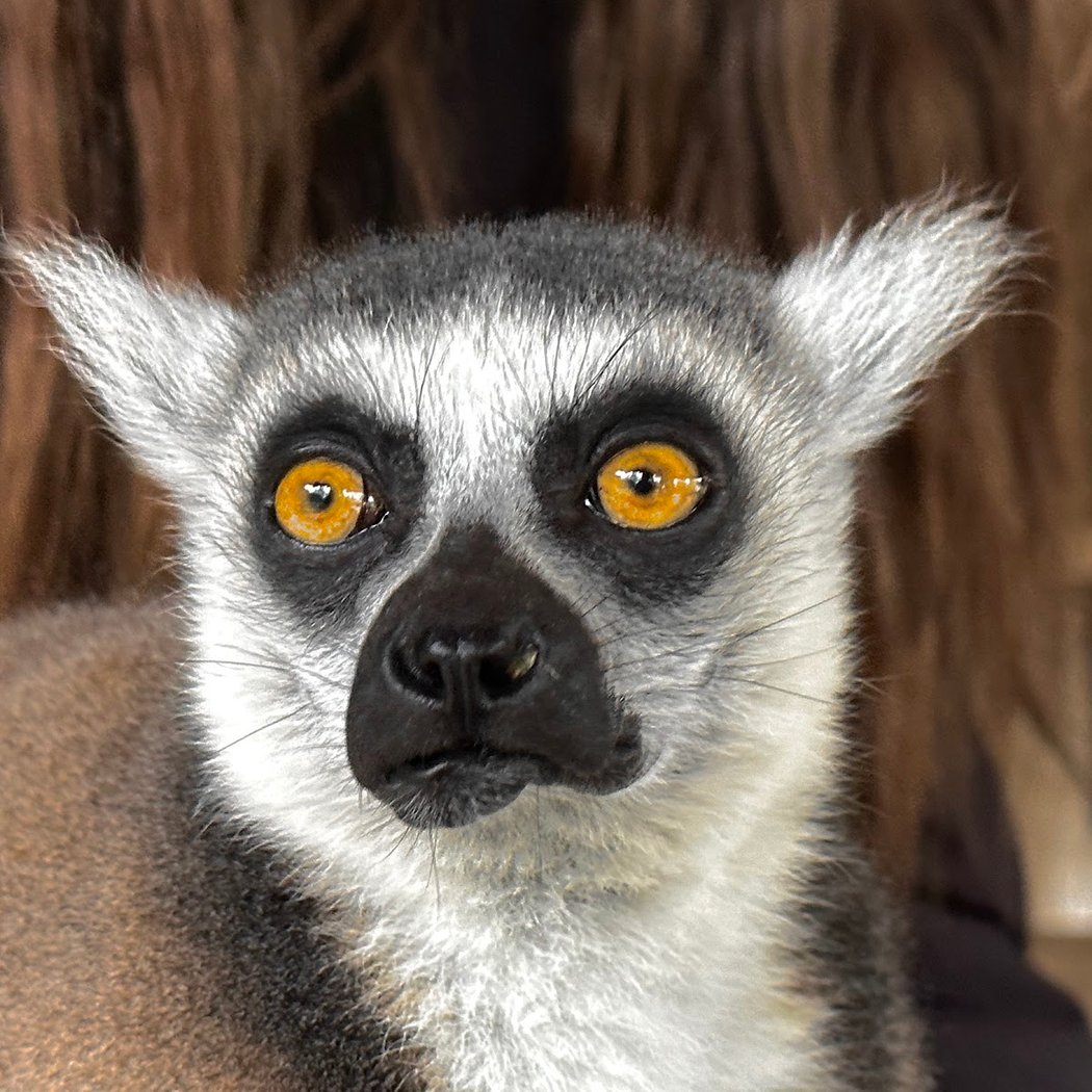 Zoo de la Flèche 5