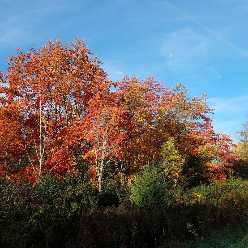 Kosch-Headwaters Preserve 1