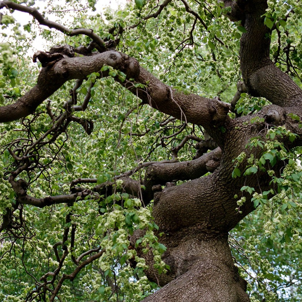 Camperdown Elm 1