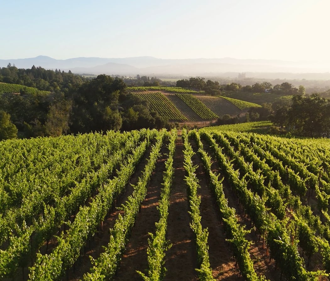 Thomas George Estates 3