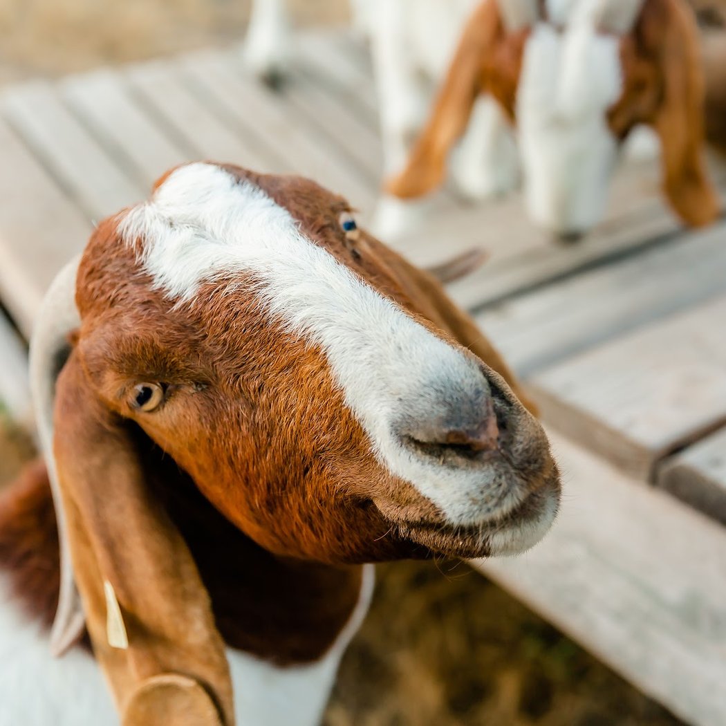 Goatlandia Farm Animal Sanctuary 1