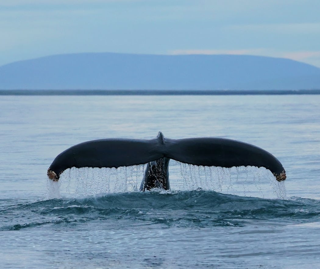 Husavik Adventures 2