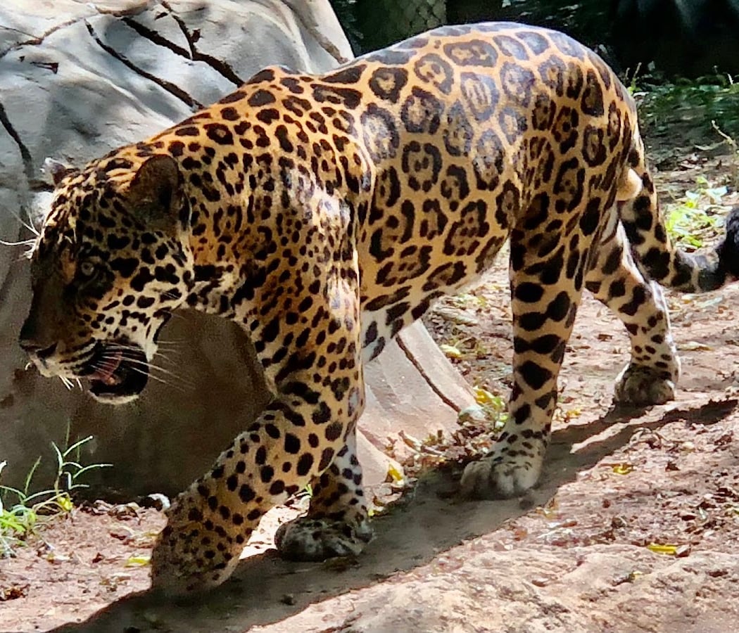 Chattanooga Zoo 2
