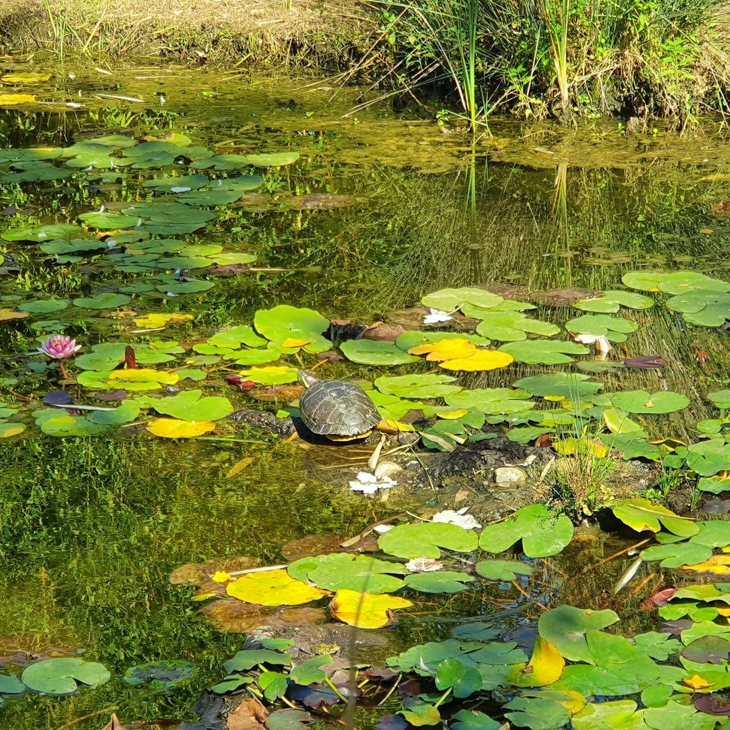 Jardín Botánico el Arboretos 2