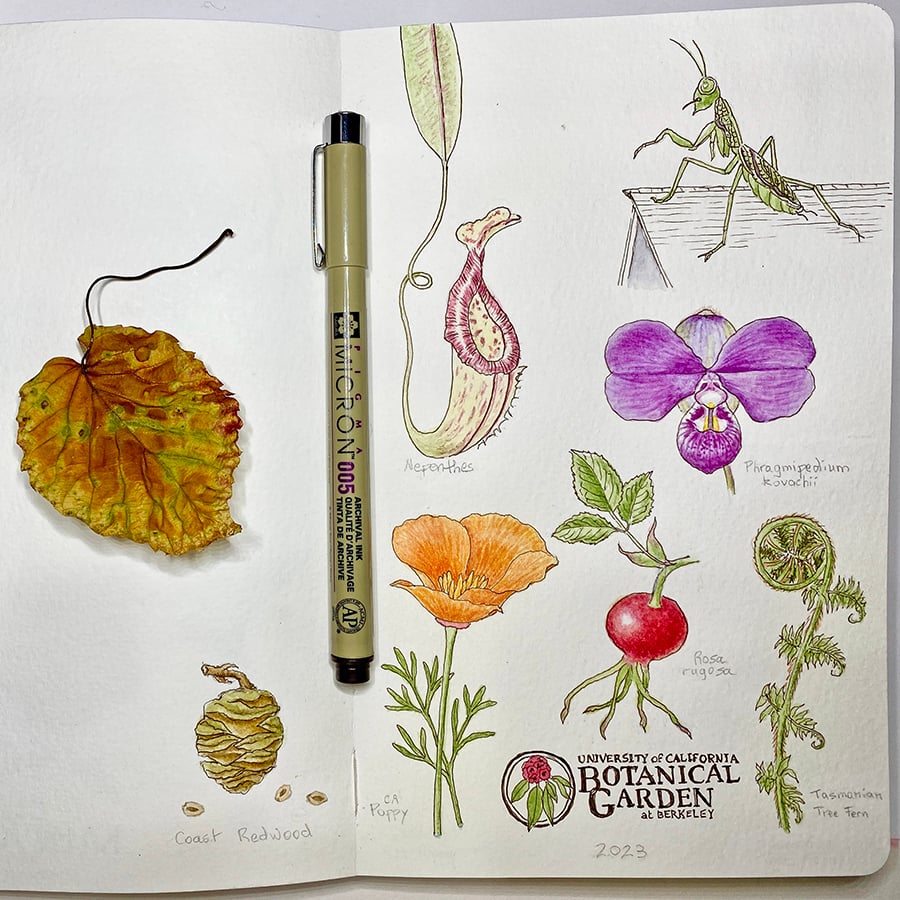Botanical Journaling 1