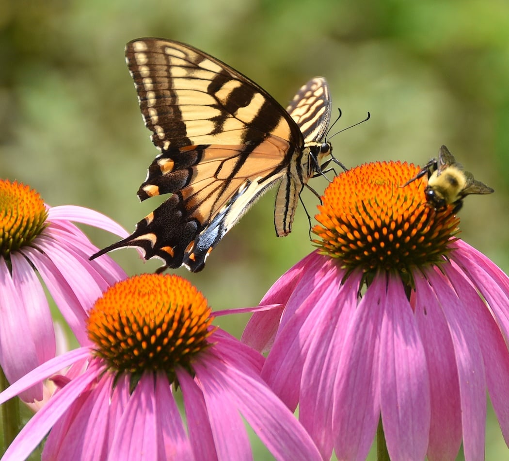 Wings at Work: Pollinators of the Garden of the Gods 1