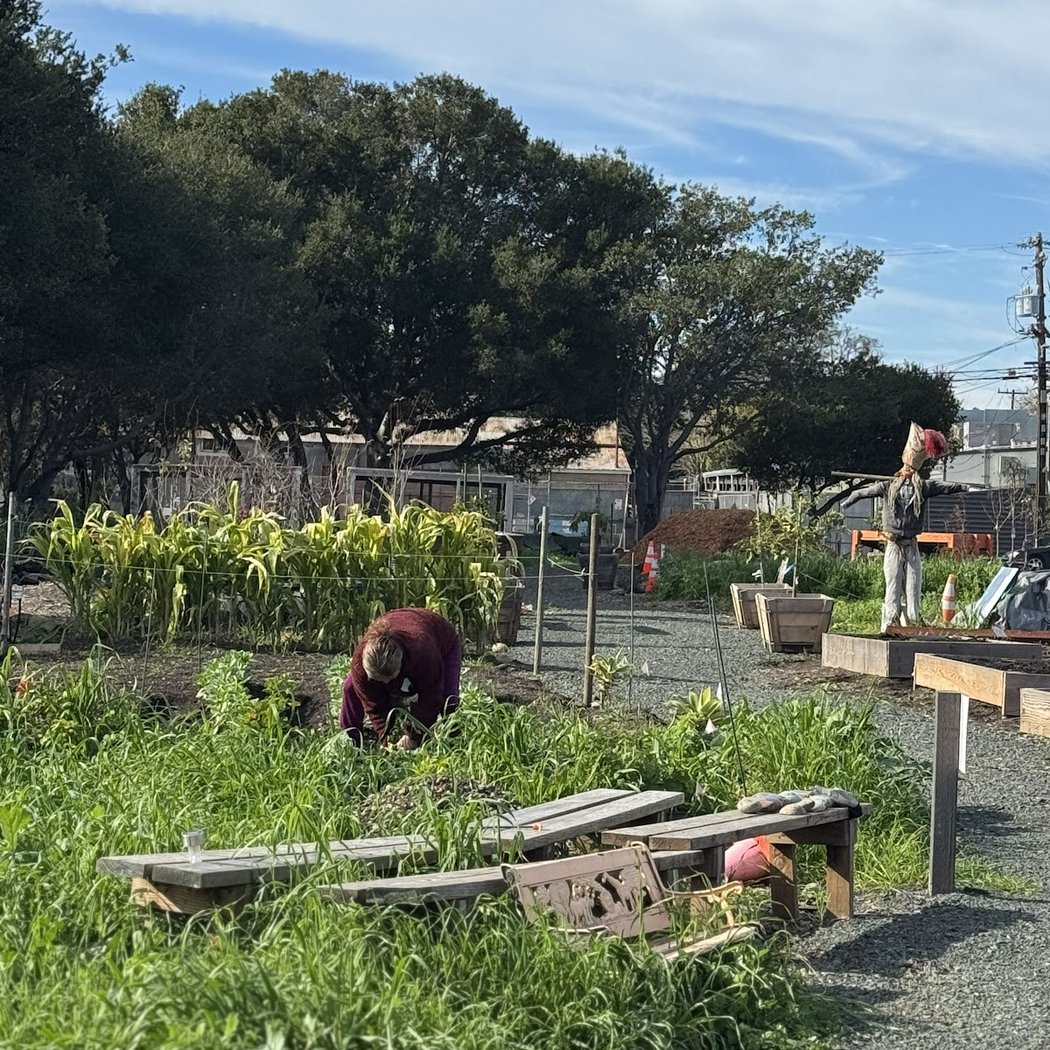Volunteer at East Palo Alto Community Garden 2