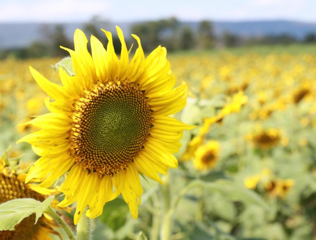 Sunflower Festival 3