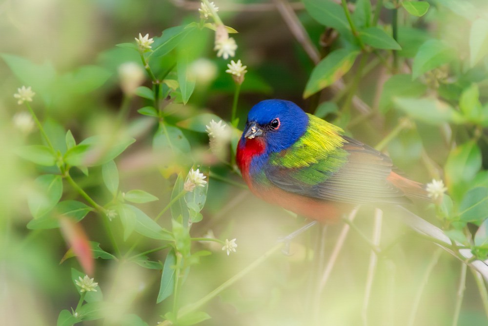 Sunday Morning Bird Walk