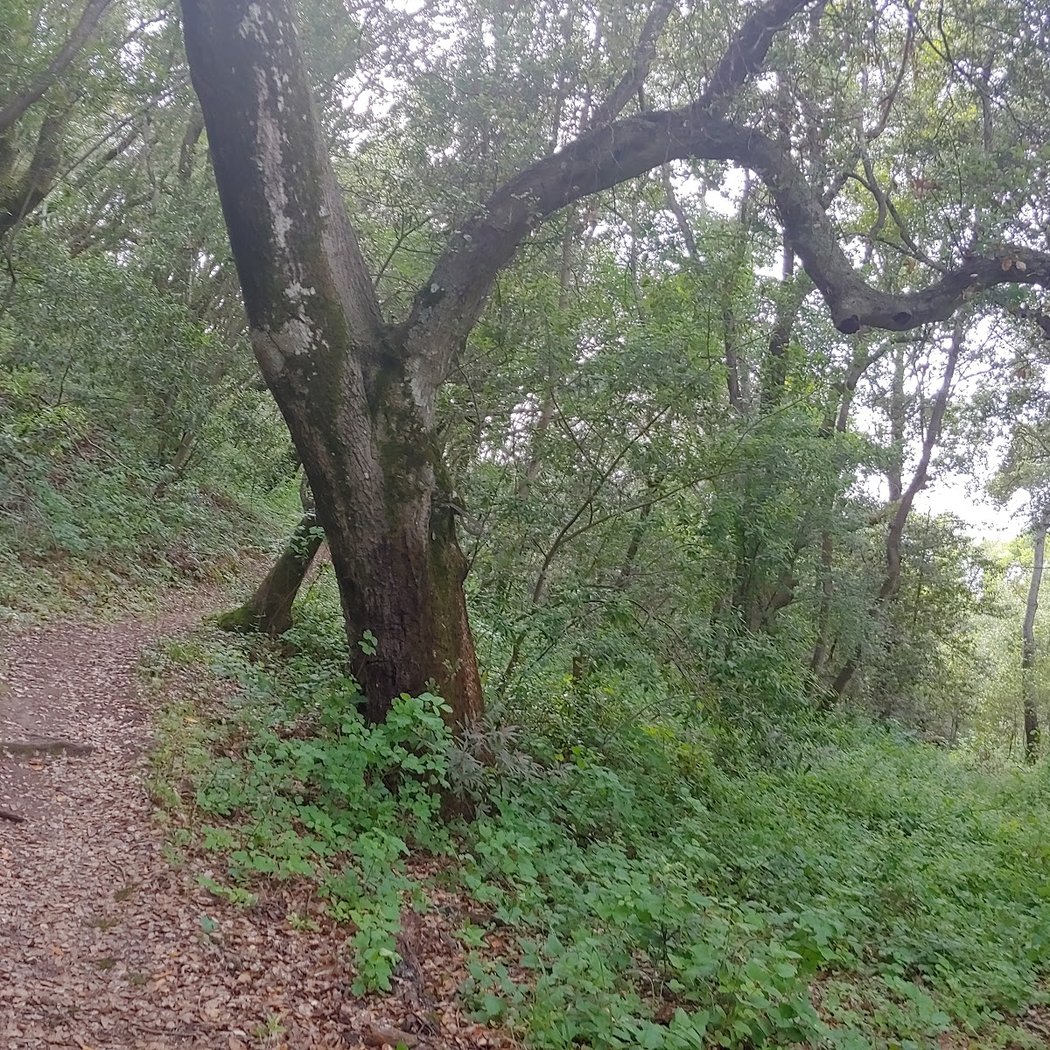 Old Briones Trailhead 2