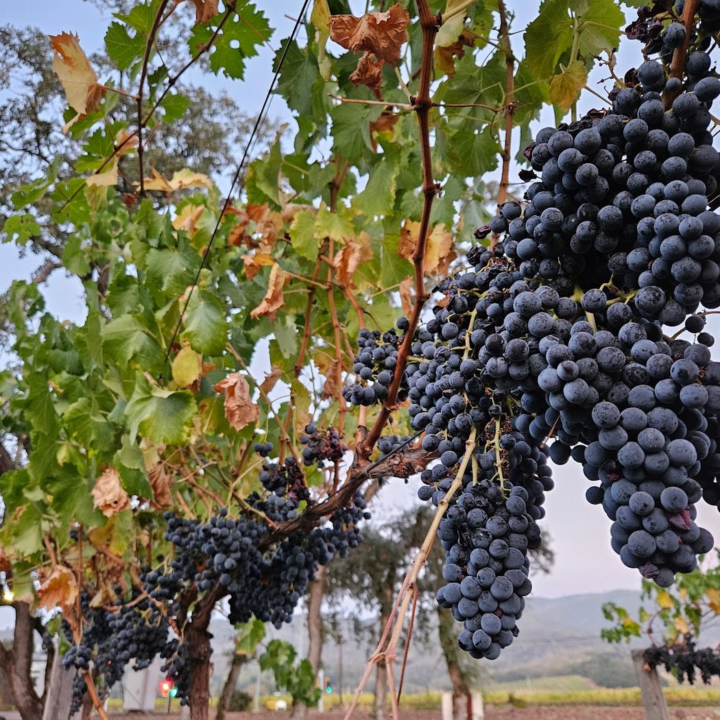 Mayo Family Winery 1