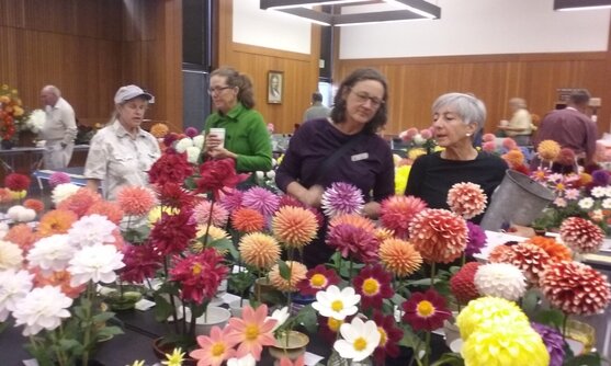 2026 Dahlia Competition 1