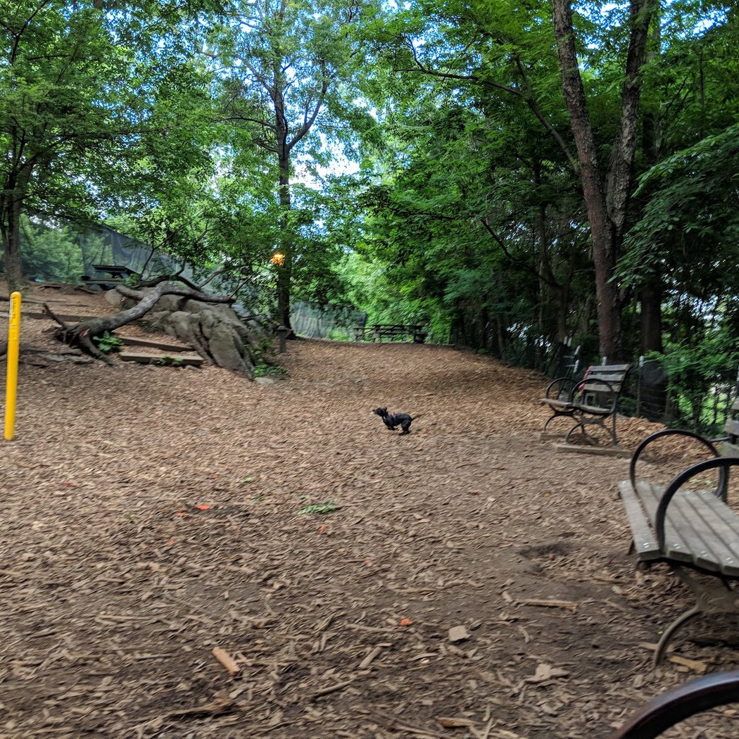 St. Nicholas Park Dog Run 2