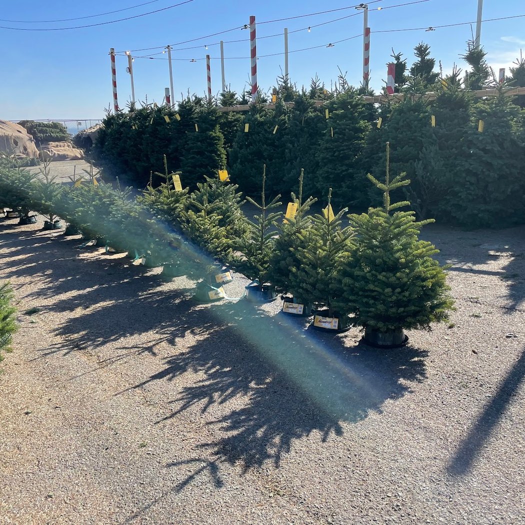 Delancey St Fdtn Christmas Tree Lot (Seasonal) 2