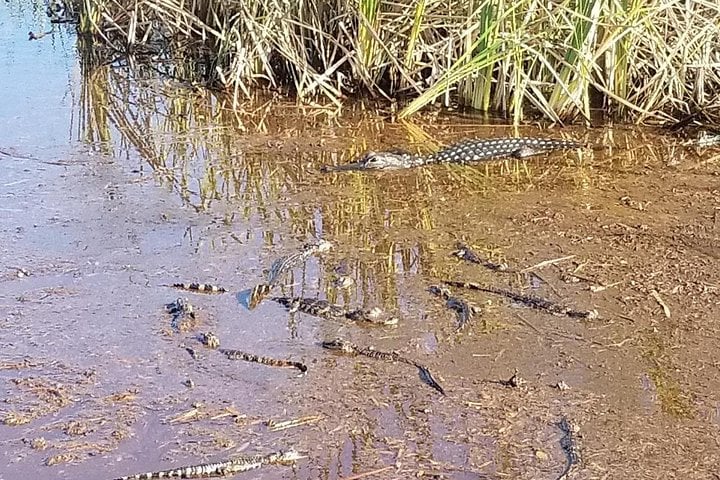 Everglades Florida Airboat Tour 3