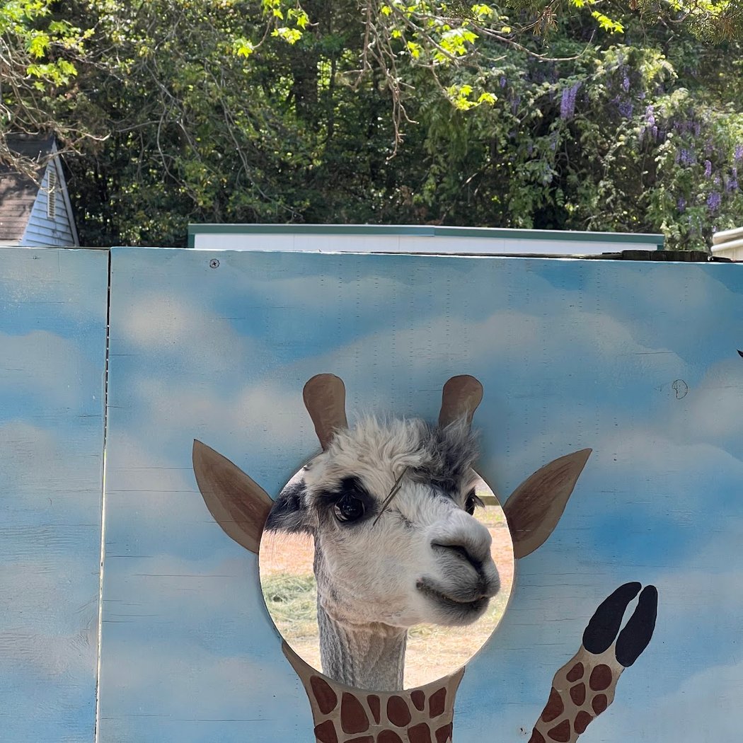 Jersey Shore Alpacas 3